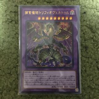 捕食植物トリフィオヴェルトゥム ウルトラレア