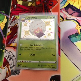 ワタシラガ　色違い