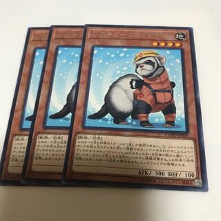 マドレース レスキューフェレット レア