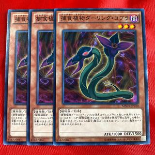 捕食植物ダーリング・コブラ