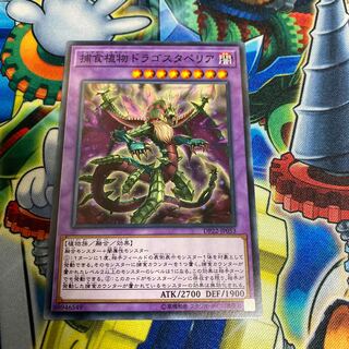 ◉捕食植物ドラゴスタペリア ノーマル