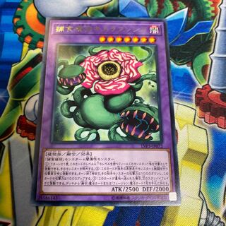 ◉捕食植物キメラフレシア レア