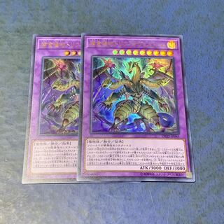 捕食植物トリフィオヴェルトゥム ウルトラレア