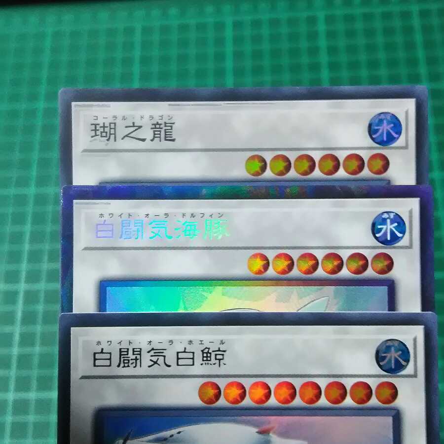 白闘気白鯨　白闘気海豚　
瑚之龍