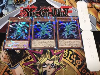 捕食植物セラセニアント ノーマルパラレル 3枚セット てら