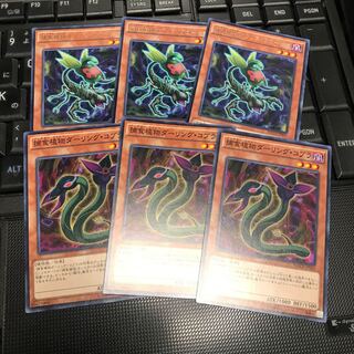 捕食植物オフリス・スコーピオ レア　ダーリング・コブラ　各３枚