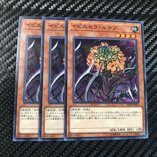 イビルセラ・ルテア ノーマル