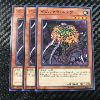 イビルセラ・ルテア ノーマル