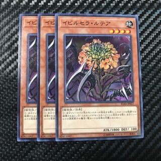 イビルセラ・ルテア ノーマル