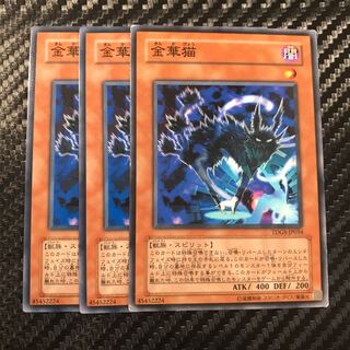 金華猫 ノーマル