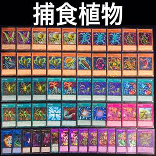 遊戯王　捕食植物デッキ　プレデタープランツ　トリフィオヴェルトゥム　ゆんゆん