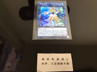 海晶乙女コーラルアネモネ スーパー