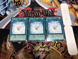 至高の木の実 ノーマル 3枚セット てら