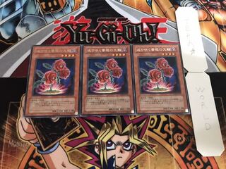 返り咲く薔薇の大輪 レア 3枚セット てら