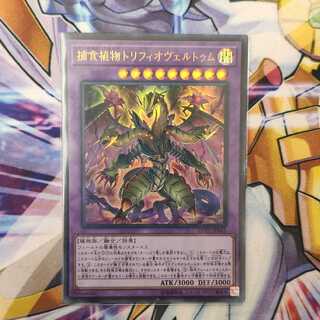 捕食植物トリフィオヴェルトゥム ウルトラレア