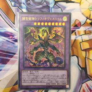 捕食植物トリフィオヴェルトゥム ウルトラレア