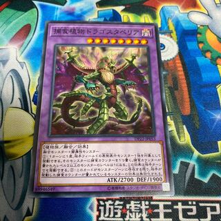 ◉捕食植物ドラゴスタペリア ノーマル