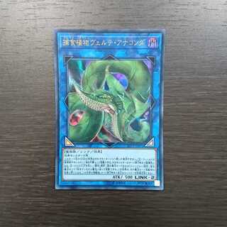 捕食植物ヴェルテ・アナコンダ ウルトラレア