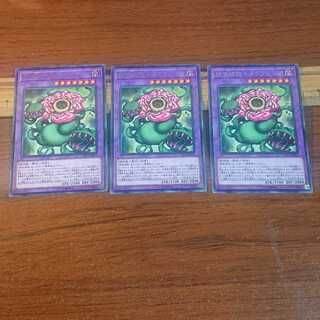 捕食植物キメラフレシア レア 3枚