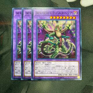 捕食植物ドラゴスタペリア ノーマル