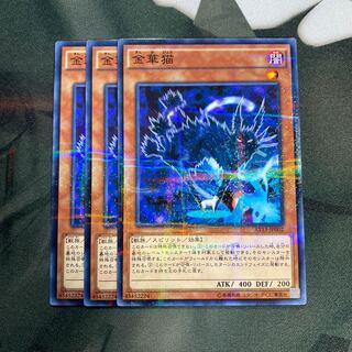 金華猫 パラレル ノーマル