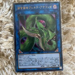 adonis様専用　捕食植物ヴェルテ・アナコンダ ウルトラレア