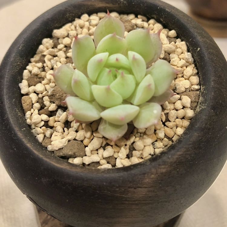 即購入様専用 韓国版シークレットセット