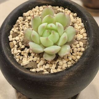 即購入様専用　韓国版シークレットセット