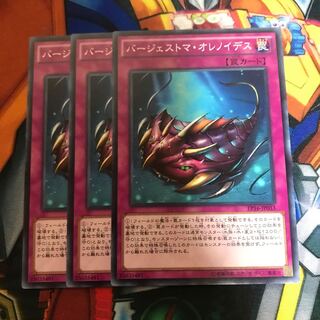 マドレース バージェストマ・オレノイデス ノーマル