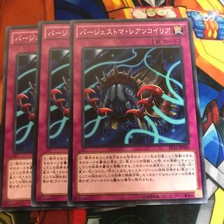 マドレース バージェストマ・レアンコイリア ノーマル