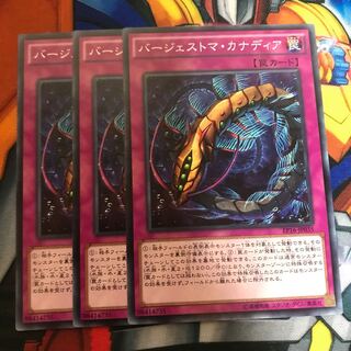 マドレース バージェストマ・カナディア ノーマル