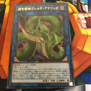 マドレース 捕食植物ヴェルテ・アナコンダ ウルトラレア