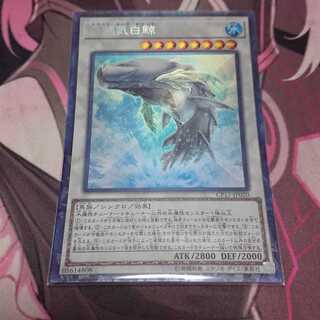 白闘気白鯨 コレクターズレア