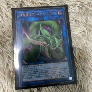 捕食植物ヴェルテ・アナコンダ ウルトラレア