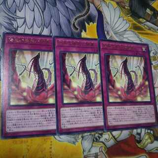 漆黒の薔薇の開華