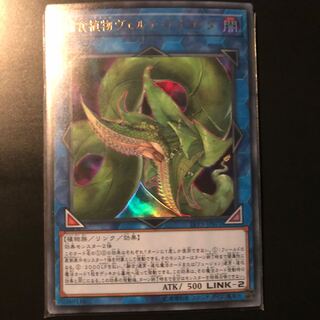 捕食植物ヴェルテ・アナコンダ ウルトラレア