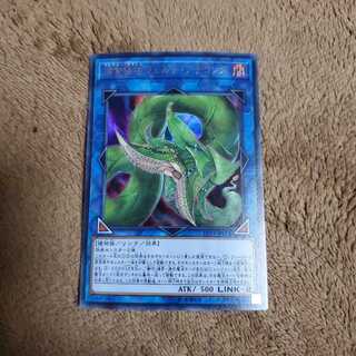 捕食植物ヴェルテ・アナコンダ ウルトラレア