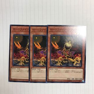 ローンファイア・ブロッサム