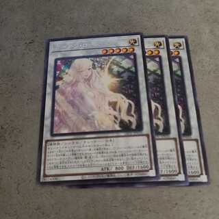 Garden Rose Flora Rare