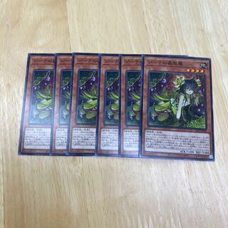 Traptrix Vesiculo Normal