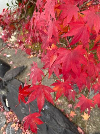 aoi ruka様専用　5口　女の子サポート