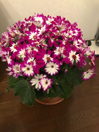 サイコロプス1枚