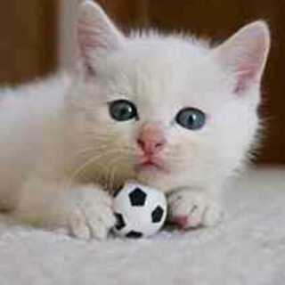 vitaソフト募集中