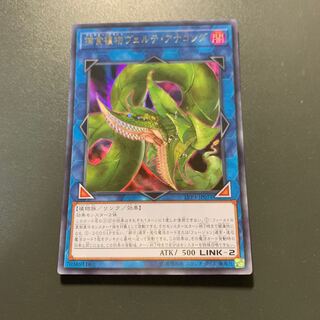 捕食植物ヴェルテ・アナコンダ ウルトラレア