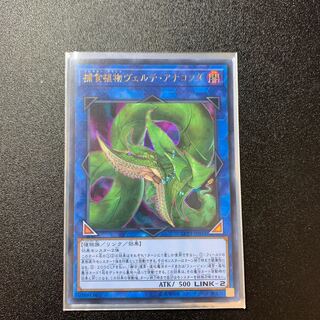 捕食植物ヴェルテ・アナコンダ ウルトラレア