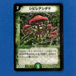 シビレアシダケ　1枚