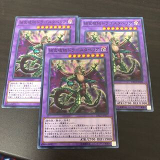 捕食植物ドラゴスタペリア