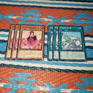 ローズプリンセス&白薔薇の回廊各３枚セット