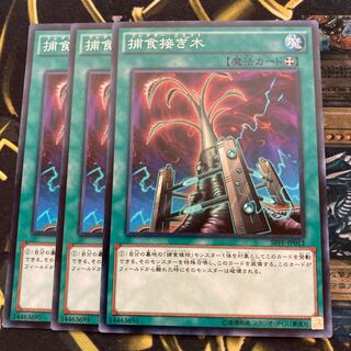 マドレース647捕食接ぎ木 ノーマル