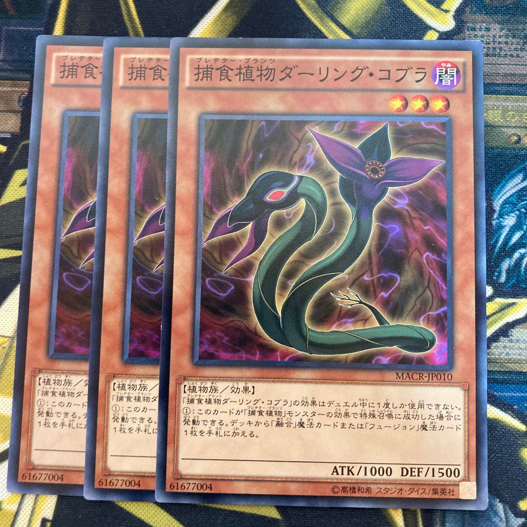 マドレース890捕食植物ダーリング・コブラ ノーマル